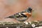 Beautiful male brambling Fringilla montifringilla