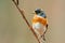 Beautiful male brambling Fringilla montifringilla