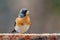 Beautiful male brambling Fringilla montifringilla