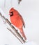 A beautiful male cardinal sits on tree branch on snowy day