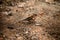 beautiful male chaffinch known as Fringilla coelebs sitting on stony ground