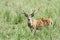 Beautiful male cheetal deer in the grassland