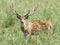 Beautiful male cheetal deer in the grassland of Dhikala