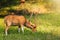 Beautiful male chital or spotted deer in Ranthambore National Park, Rajasthan, India