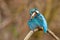 Beautiful male common kingfisher cleaning its plumage with copy space.