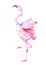 Beautiful male dancing pink flamingo smiling isolated on white background with pink splash for prints, fashion apparel