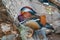 Beautiful male or drake mandarin duck, lat. Aix galericulata, with pretty feathers