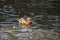 Beautiful male duck, Mandarin Duck, Aix galericulata in Bali Bird Park, Indonesia