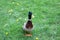 Beautiful Male Duck in a Meadow