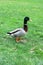 Beautiful Male Duck in a Meadow