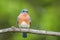 Beautiful male Eastern Bluebird perched green background