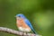 Beautiful male Eastern Bluebird perched green background