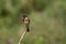 Beautiful male Eastern Stonechat