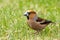 Beautiful male European songbird Hawfinch, Coccothraustes coccothraustes with a large beak in Estonian wild nature