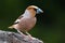 Beautiful male European songbird Hawfinch, Coccothraustes coccothraustes with a large beak in Estonian wild nature