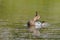 Beautiful male garganey in a pond