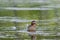 Beautiful male garganey in a pond