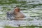 Beautiful male garganey in a pond