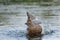 Beautiful male garganey in a pond