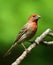 Beautiful Male House Finch