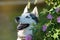 Beautiful male husky in the bushes of flowering spring rosehip