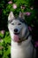 Beautiful male husky in the bushes of flowering spring rosehip