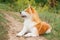 Beautiful male Japanese dog Akita inu