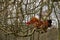 Beautiful male Junglefowl Gallus gallus