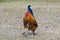 Beautiful male Junglefowl Gallus gallus standing