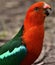 Beautiful Male King Parrot Australian bird