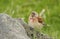 A beautiful male Linnet, Carduelis cannabina, perched on a rock.