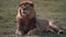 Beautiful male lion - king of the jungle lying and relaxing in the African savannah