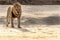 beautiful male lion in Zambia