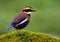 Beautiful male of Malayan Banded Pitta (Hydrornis guajana) color