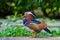 Beautiful male Mandarin Duck