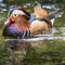 Beautiful male Mandarin Duck (Aix galericulata)