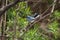 Beautiful male masked gnatcatcher perched on a branch after foraging for insects for food. Buenos Aires, Argentina