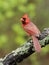 Beautiful male northern cardinal