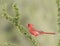 A Beautiful Male Northern Cardinal in Southern Texas, USA