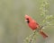 A Beautiful Male Northern Cardinal in Southern Texas, USA