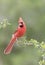 A Beautiful Male Northern Cardinal in Southern Texas, USA