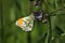 A beautiful male Orange Tip Butterfly Anthocharis cardamines nectaring on a flower.