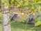 Beautiful male Oriental Magpie-Robin on the bamboo pole, Magpie Robin