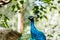 Beautiful male peacock close-up portrait. Horizontal