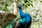 Beautiful male peacock close-up portrait. Horizontal.