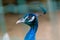 A beautiful male peacock fluffed a colorful multicolored tail