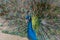 A beautiful male peacock fluffed a colorful multicolored tail