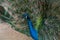 A beautiful male peacock fluffed a colorful multicolored tail