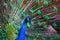A beautiful male peacock fluffed a colorful multicolored tail. Mating dance of a bird or courtship of a female