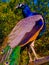 Beautiful Male Peacock perched on metal rail at Farm in Washington State US